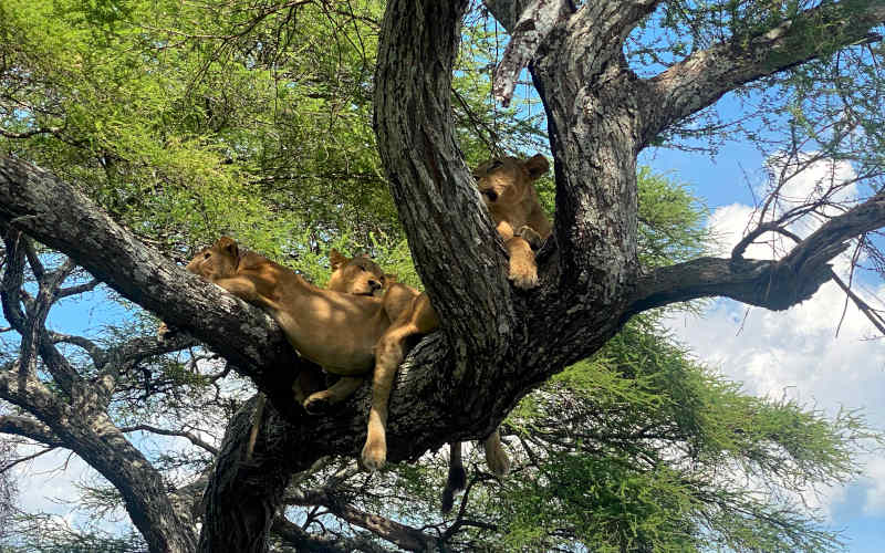 Lake Manyara National Park