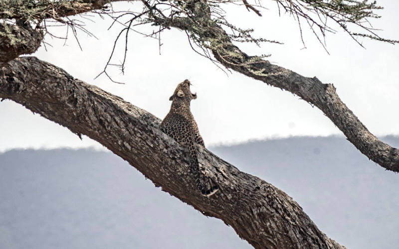 8 Days Tanzania Safari