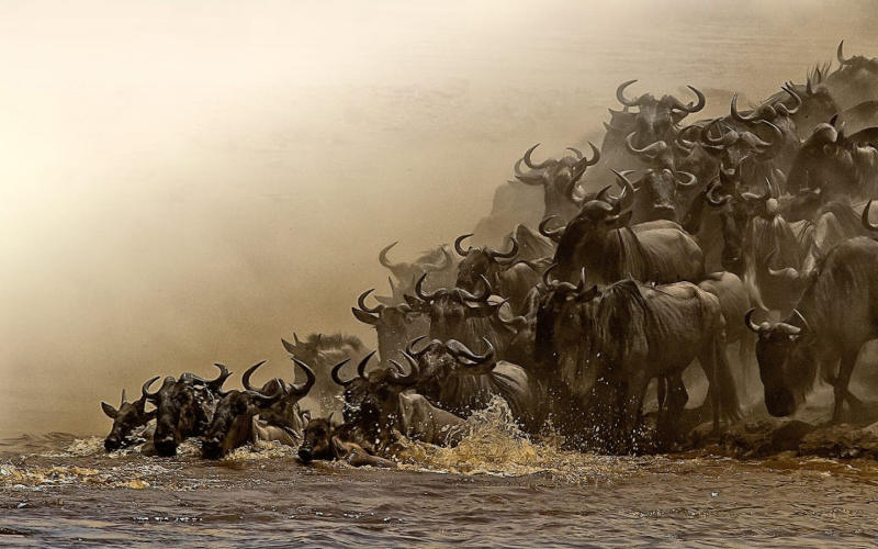 10 Days Great Serengeti Wildebeest Migration Safari