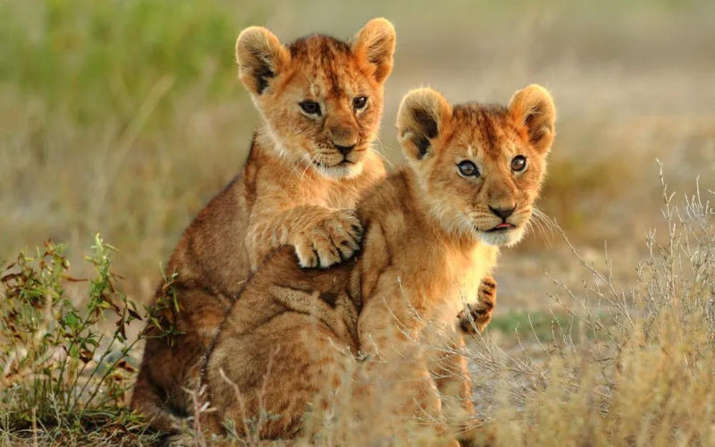 5 Days Simba Safari